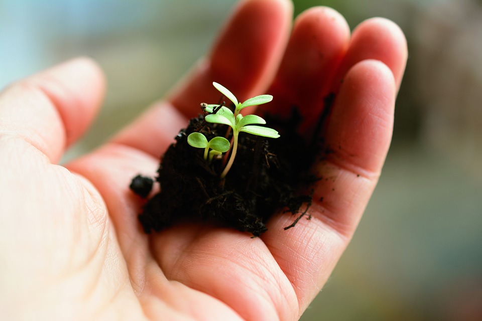 plant-4036130_960_720