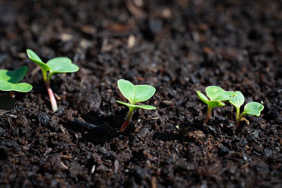 radishes-3493155_960_720