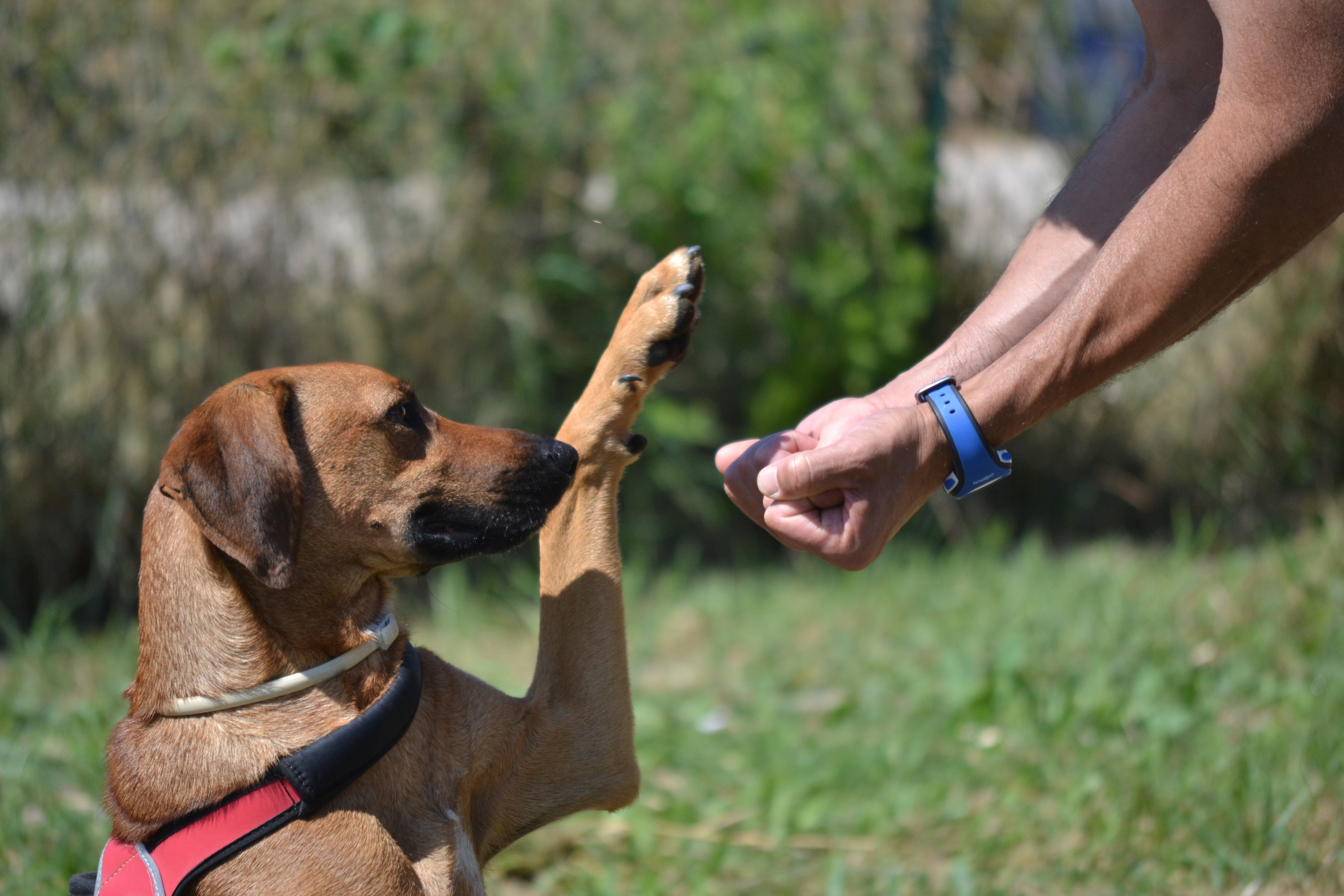Cosa significa educare un cane?