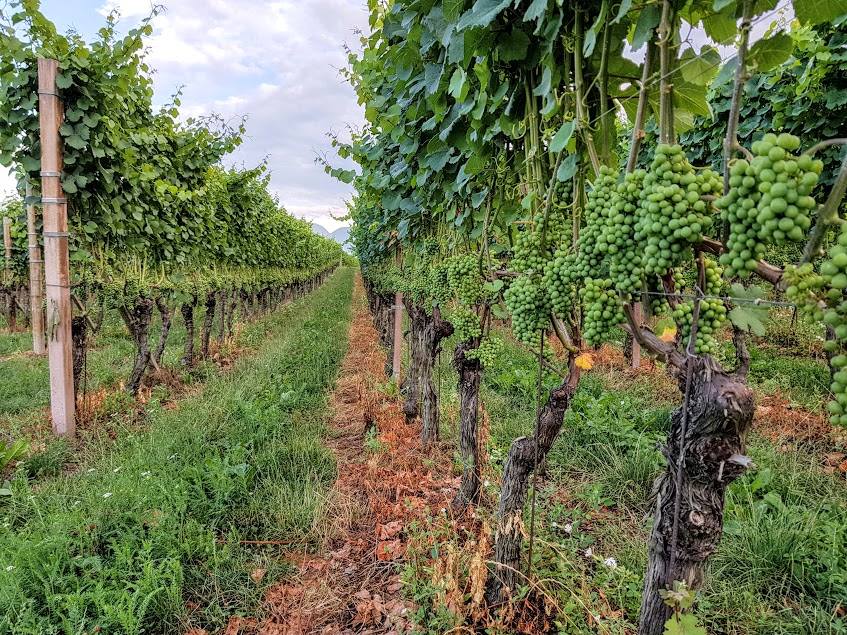 La Marcia contro i pesticidi parte dal Veneto, terra di prosecco e tossicità
