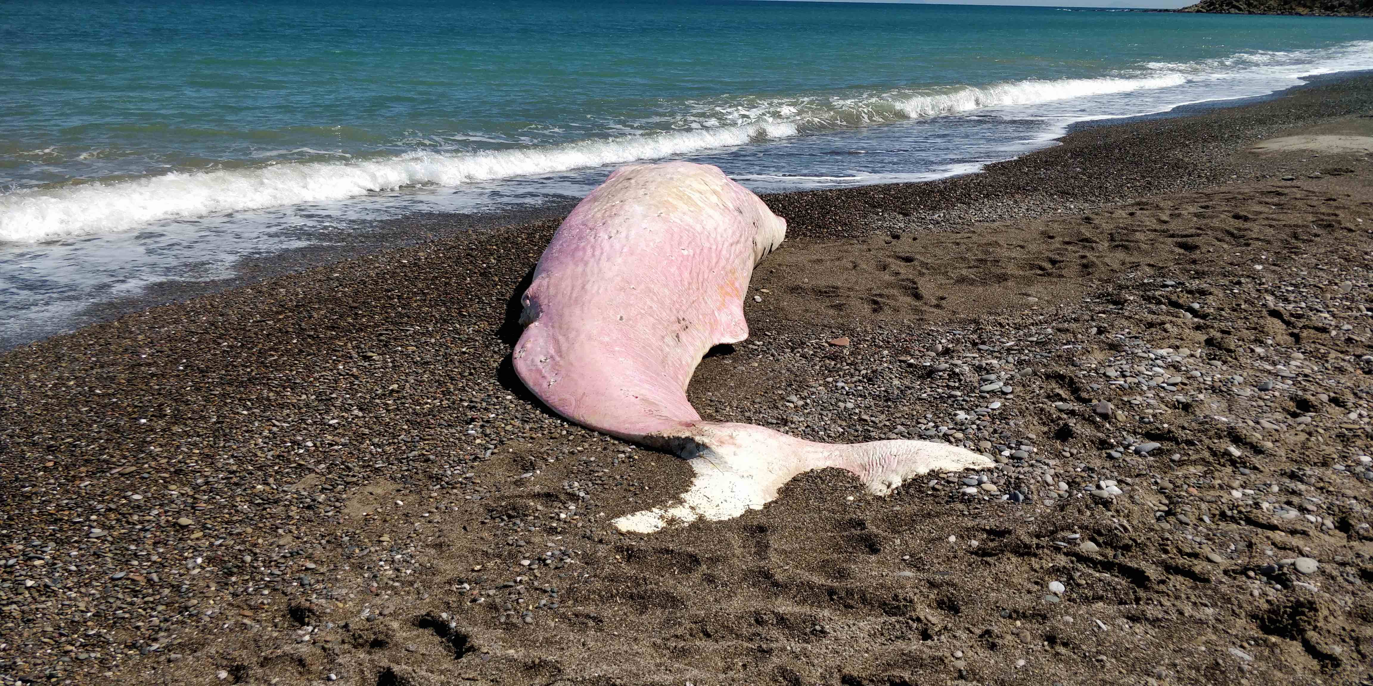Plastica nello stomaco del capodoglio spiaggiato: “L'SOS disperato del mare”