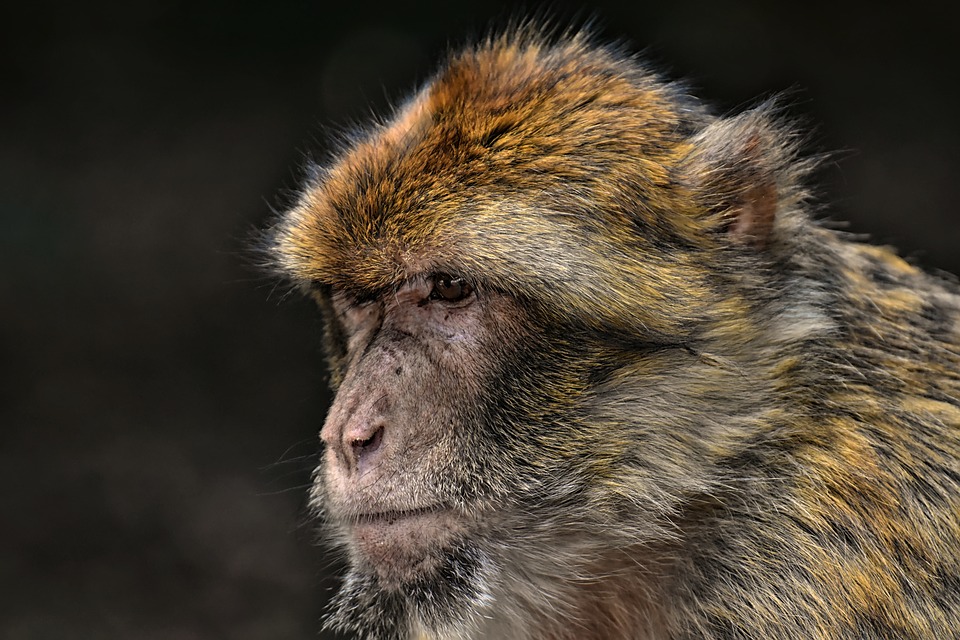 Un milione di specie animali rischia l'estinzione