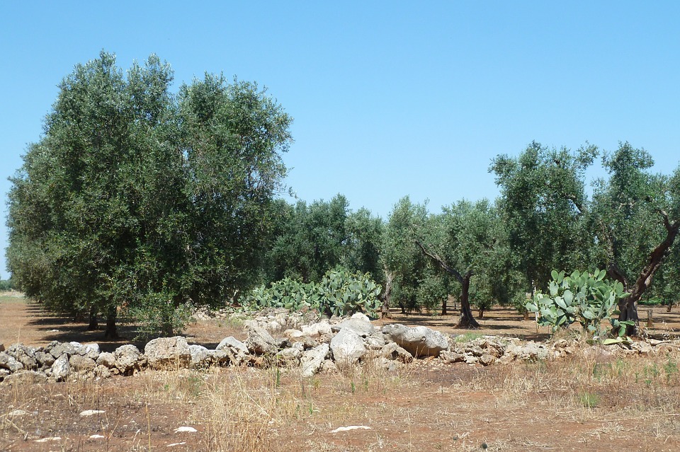 olive-332636_960_720