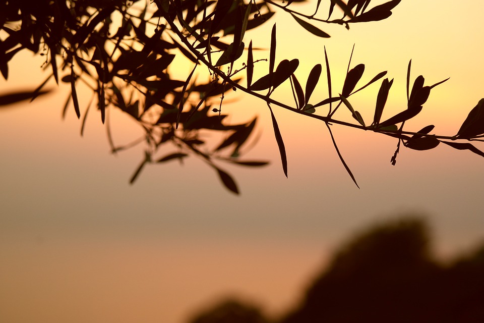 olive-tree-667428_960_720