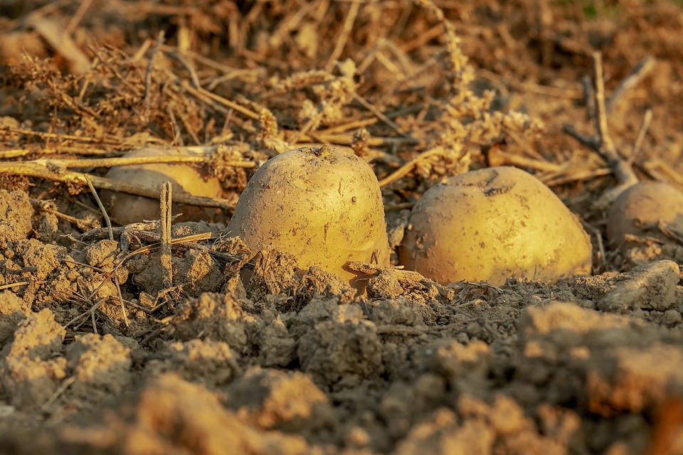 potatoes-3690562_960_720