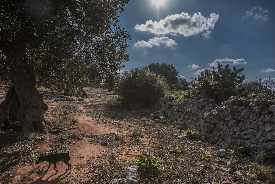 Xylella, opportunità o disastro ecologico?