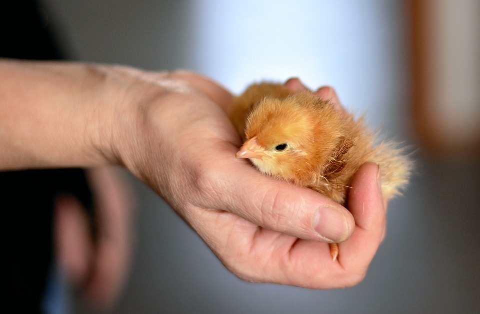 chicks-3974791_960_720