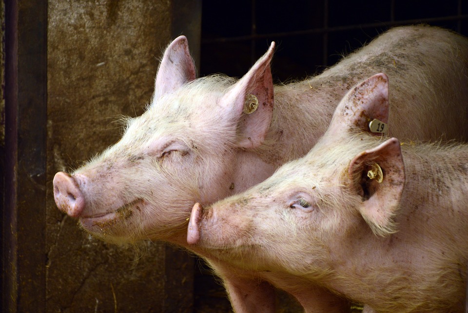 Un milione di europei scrivono la storia per gli animali negli allevamenti