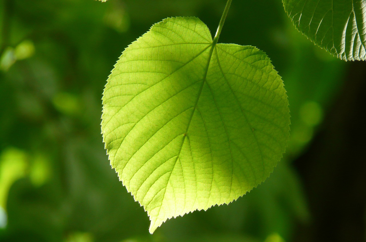 alba-coccinelle-diventano-portafortuna-naturale-difesa-verde-pubblico-2