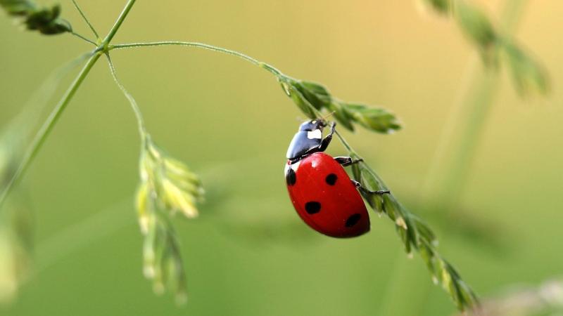 Ad Alba le coccinelle diventano un portafortuna naturale per la difesa del verde pubblico