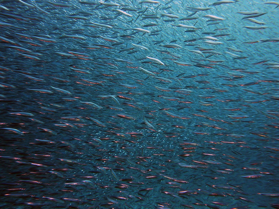 L'Europa ha consumato tutte le proprie scorte di pesce