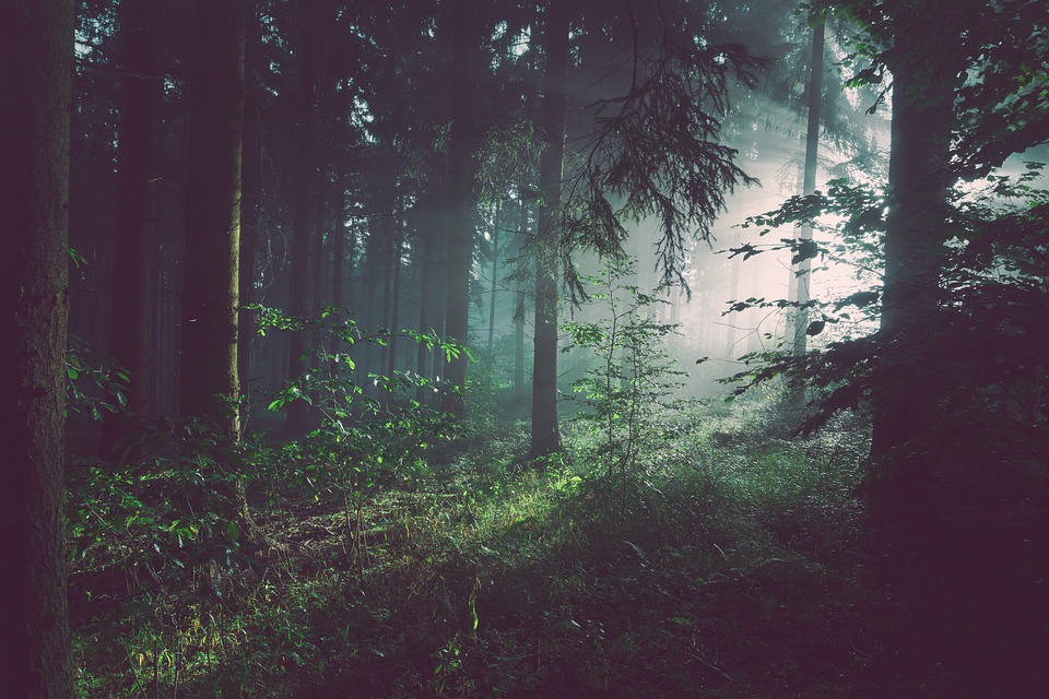 La separazione e la mediazione nel bosco