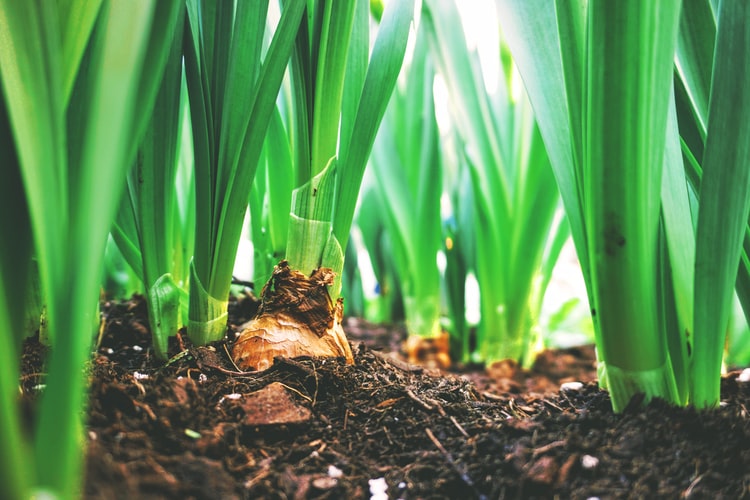 food-forest-come-trasformare-proprio-orto-giardino-oasi-bellezza-cibo-3