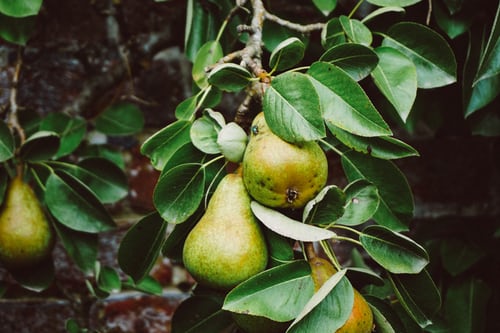 food-forest-come-trasformare-proprio-orto-giardino-oasi-bellezza-cibo-4