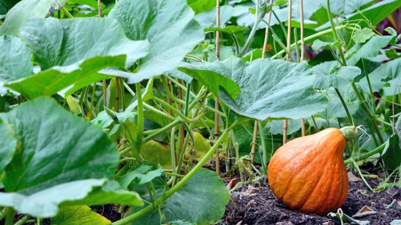 Food Forest: trasformare il proprio orto o giardino in un'oasi di bellezza e cibo!