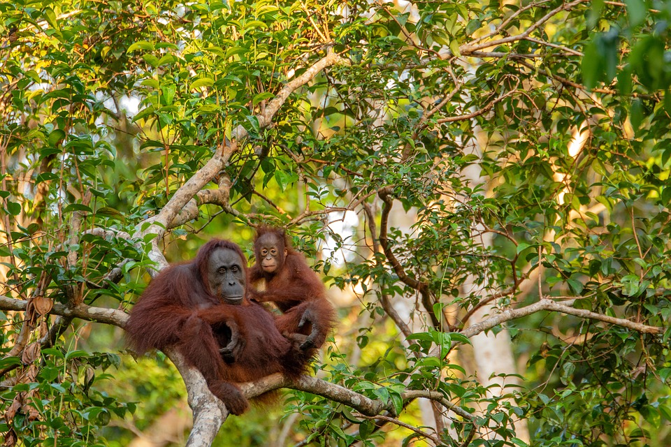 Per salvare clima e biodiversità dobbiamo salvare le foreste