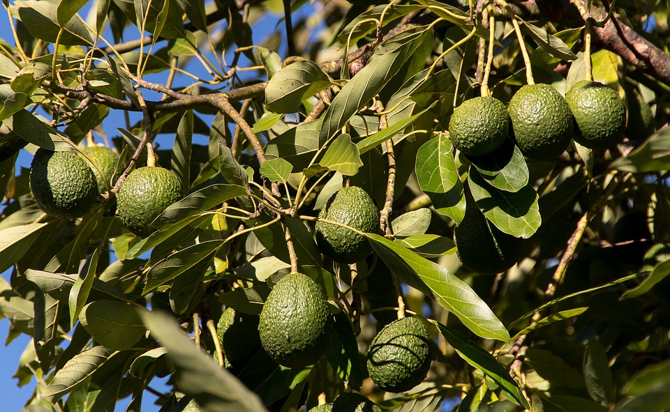 hass-avocado-3594376_960_720