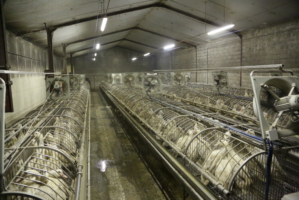© Compassion in World Farming