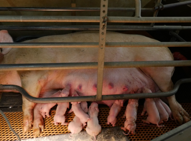 69220 © Compassion in World Farming