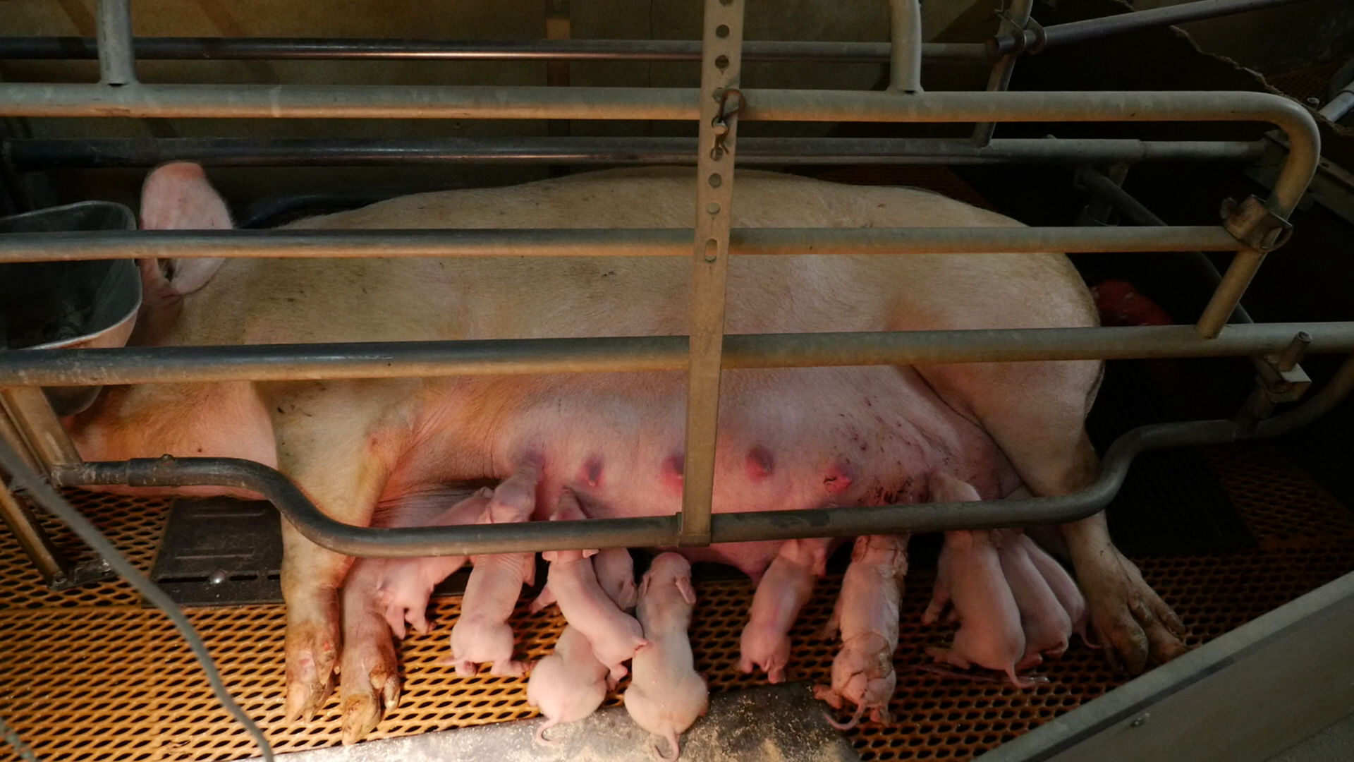 © Compassion in World Farming