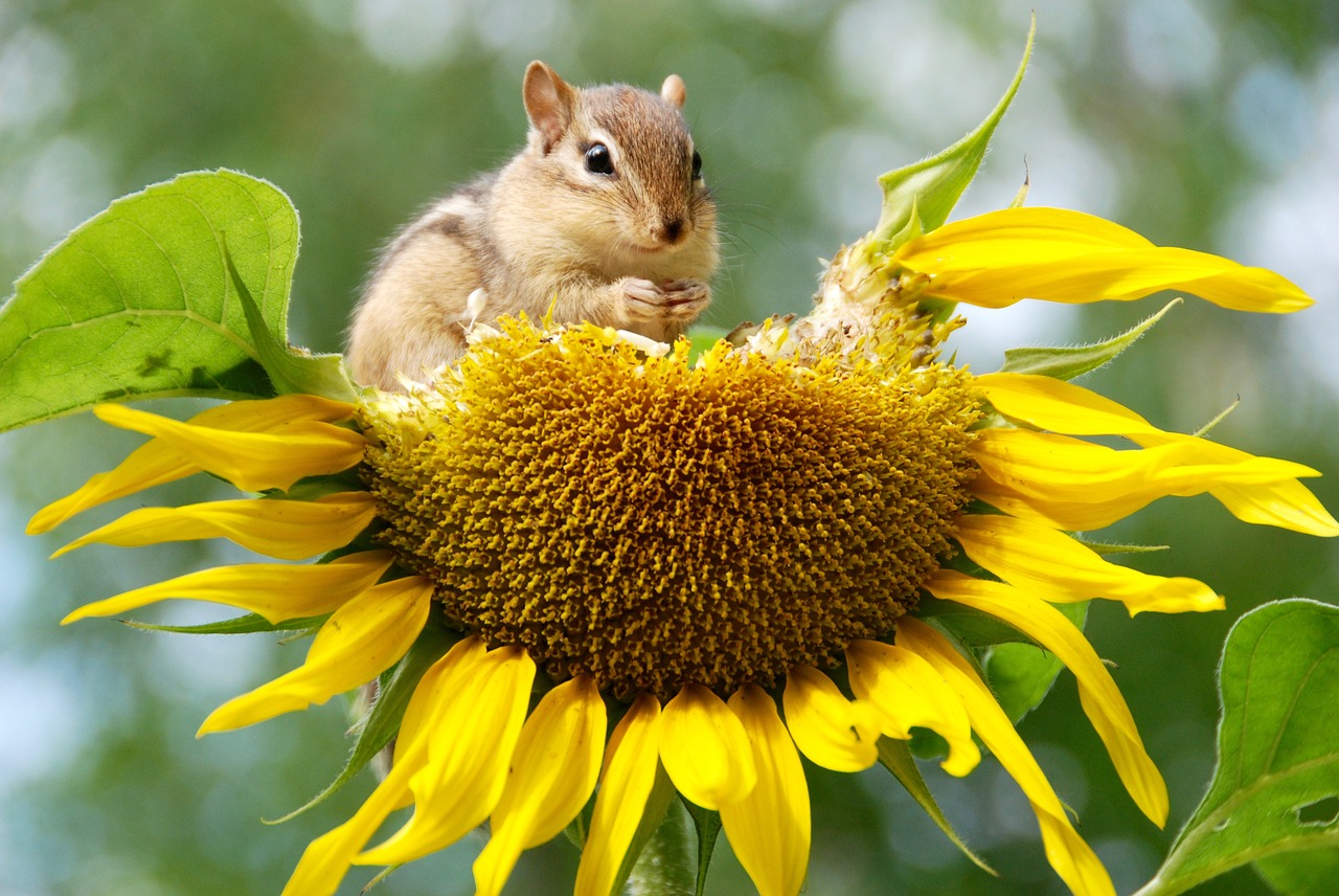 chipmunk-3628624_1280