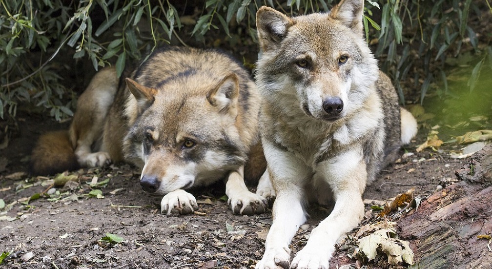 Ambiente e animali: le richieste al governo Conte bis