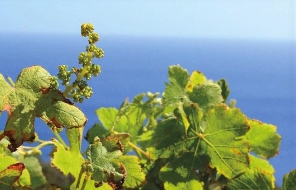 L’isola di Pantelleria celebra il passito e le tradizioni locali