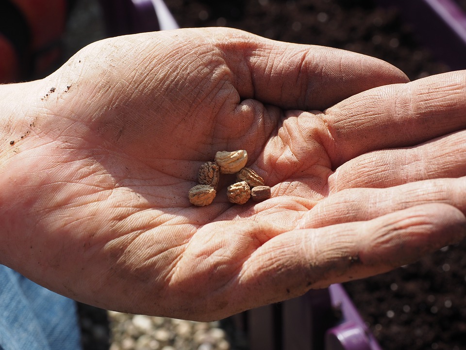 La conservazione dei semi antiche protegge la biodiversità e favorisce la solidarietà