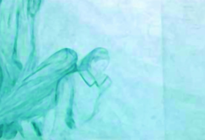 arte pace pane aurora