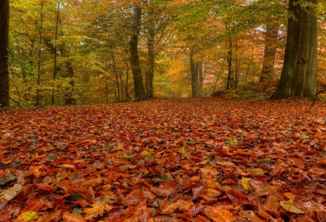 autunno slow foreste casentinesi