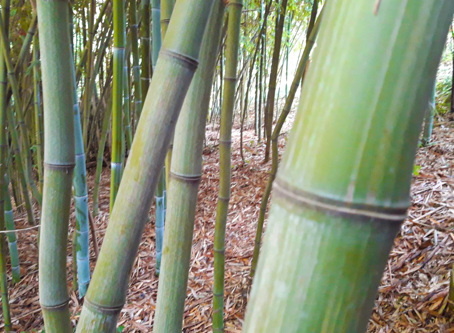 bambu-pianta-futuro-nuova-economia-3