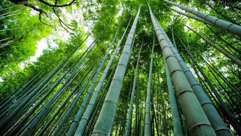 Il Bambù: la pianta del futuro per una nuova economia