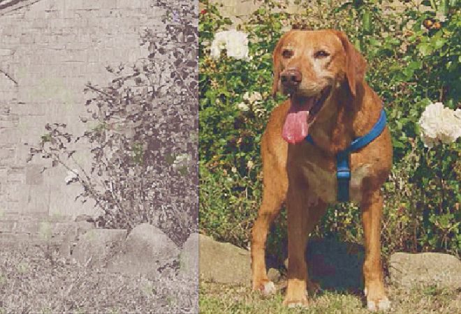 calendario 2016 canile casentino