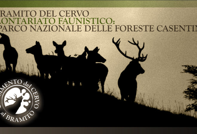 censimento cervo al bramito