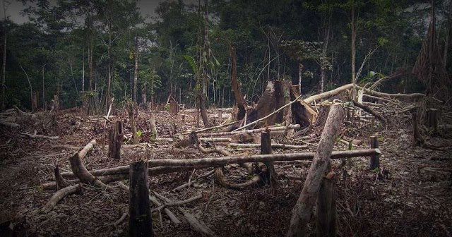 Deforestazione Made in Italy: il legame nascosto tra le eccellenze italiane ed il saccheggio dell’Amazzonia