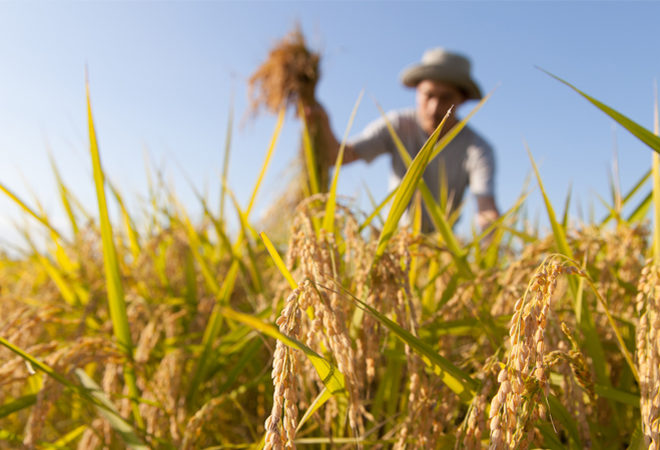 fare impresa agricoltura focus