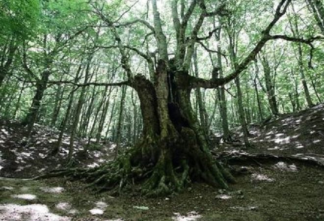 foresta faggi secolari parco nazionale