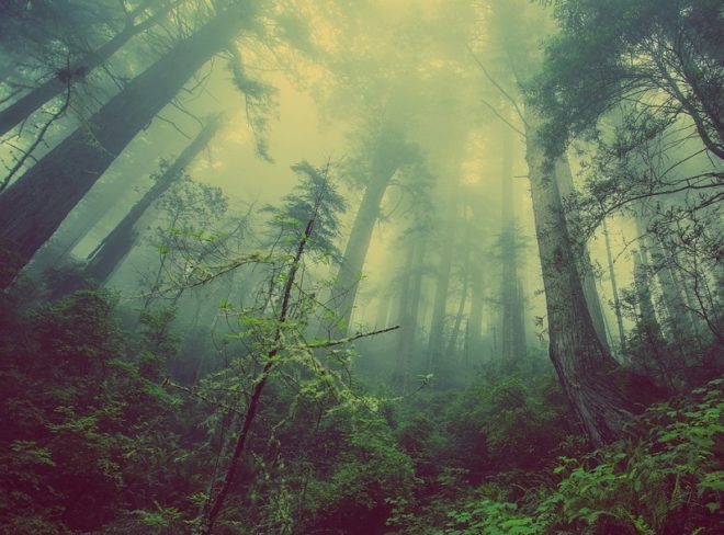 foreste italiane 1 ant