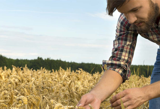 impresa in agricoltura bando