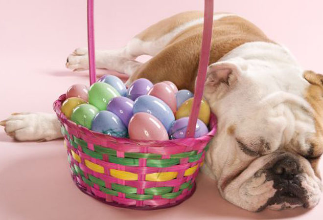 lotteria pasqua canile casentino