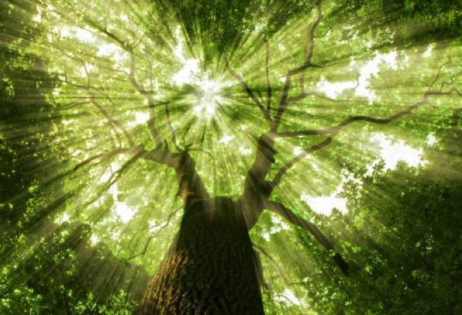 natura e benessere olistico
