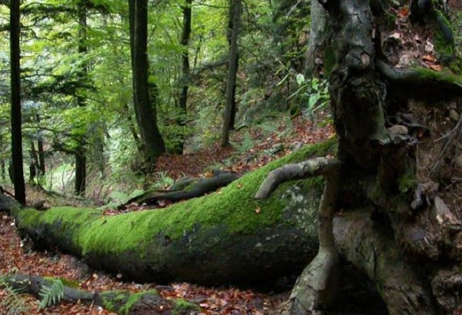 riserva sasso fratino patrimonio mondiale naturale unesco