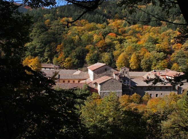 Camaldoli ant
