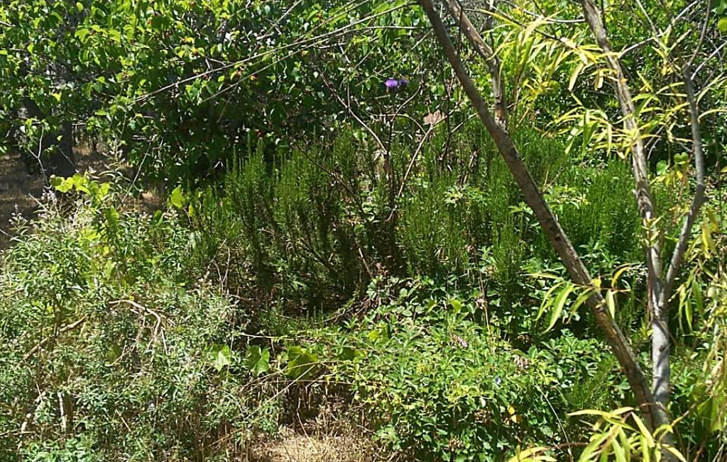 foodforest2