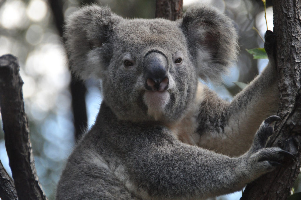 koala incendi australia 1