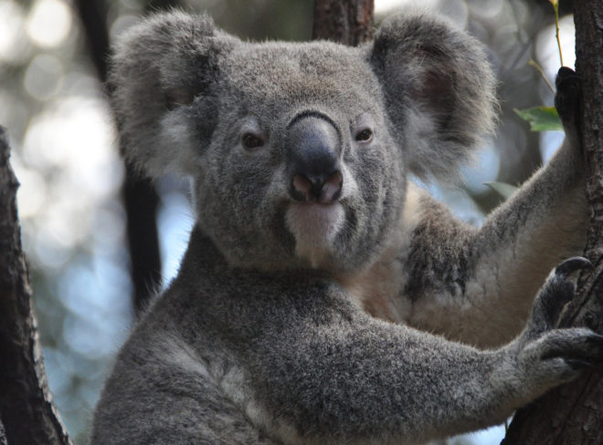 koala incendi australia
