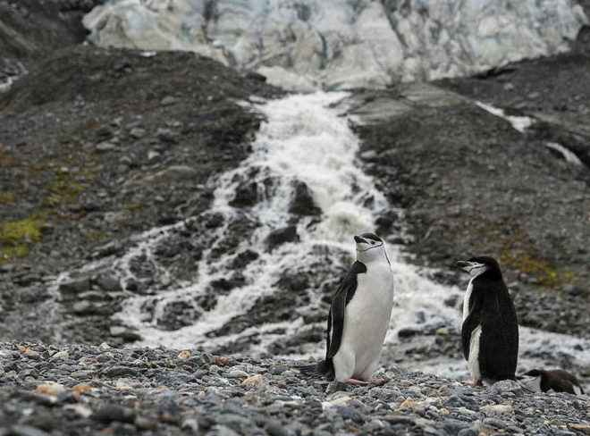 pinguini antartide greenpeace