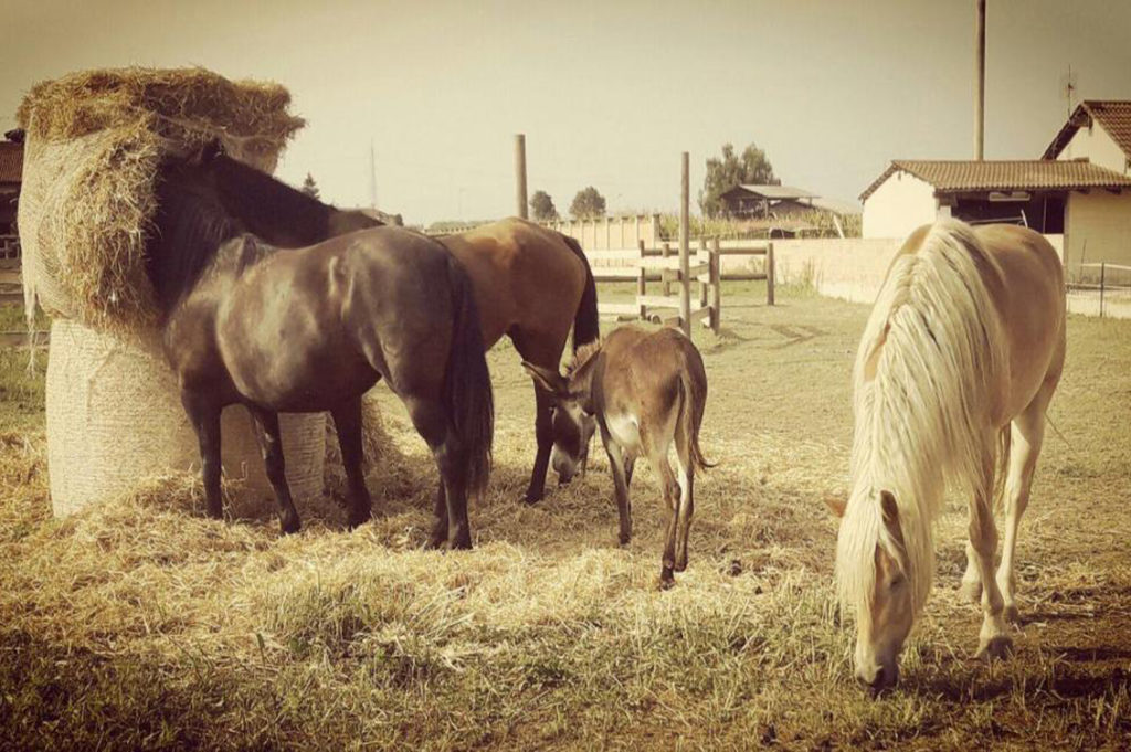 Natural Farm3