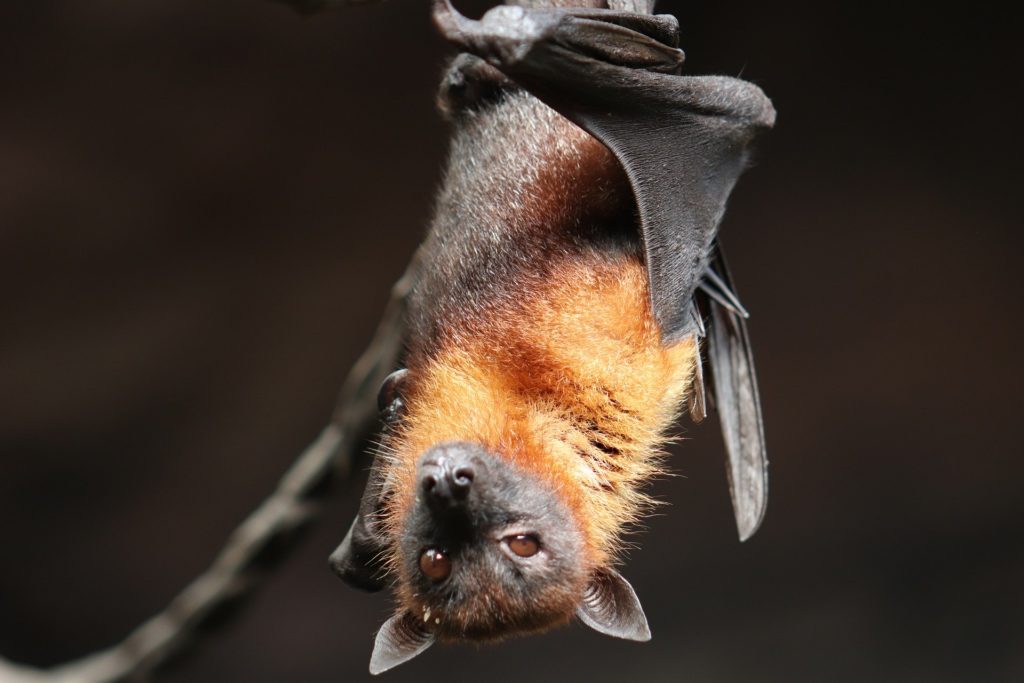 bat 4887509 1920