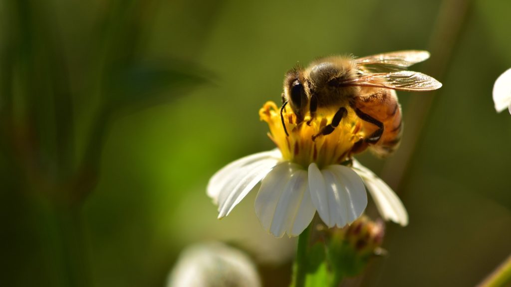 insects 2061033 1920